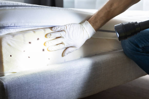 Best Mosquito Control Services  in Polk City, FL