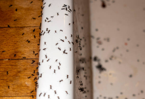 Best Cockroach Control Services  in Polk City, FL