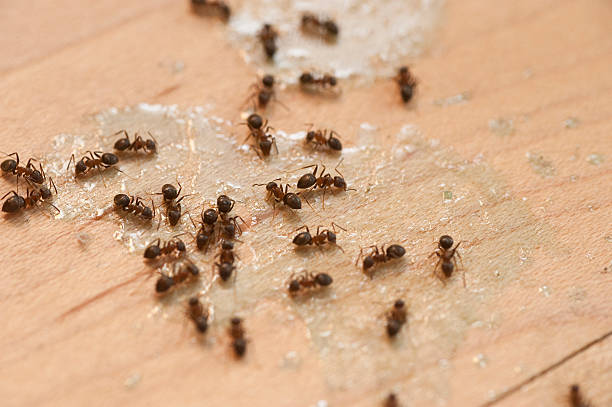 Best Commercial Pest Control Services  in Polk City, FL