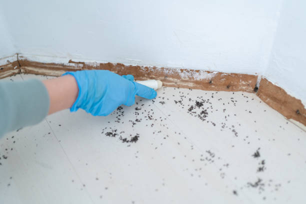 Best Flea Control Services  in Polk City, FL